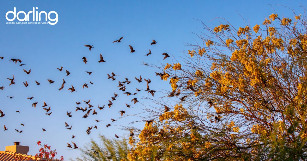 Bast flying over a home in Mesa, AZ