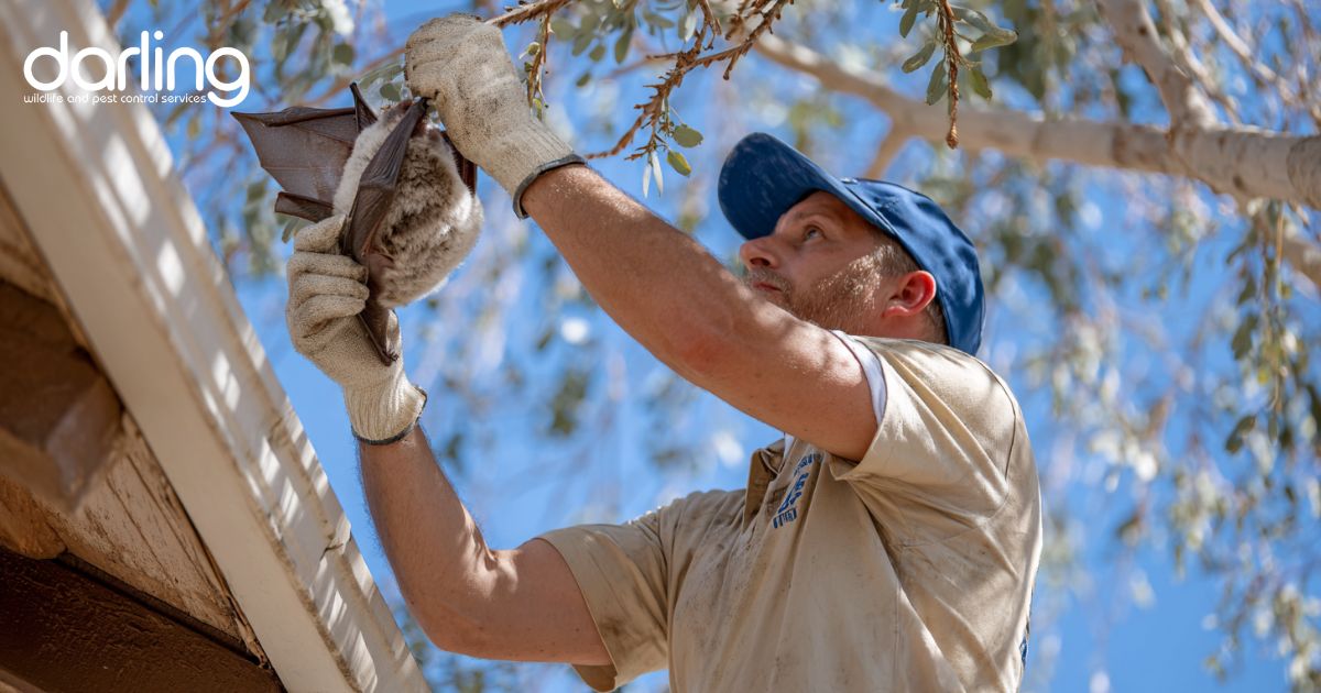 Man doing bat removal at home in Mesa AZ