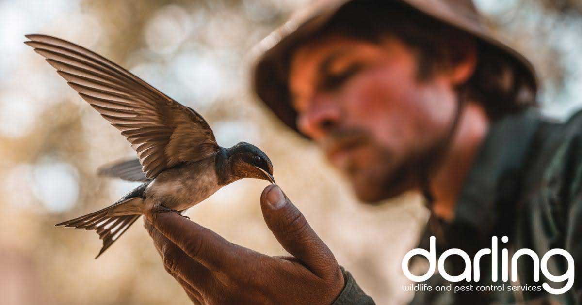 Humane Swallow Removal in Mesa, AZ