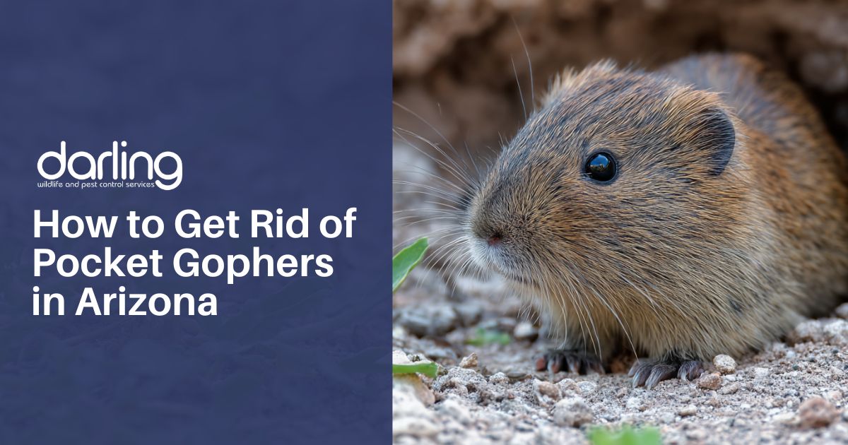 How to Get Rid of Pocket Gophers in Arizona
