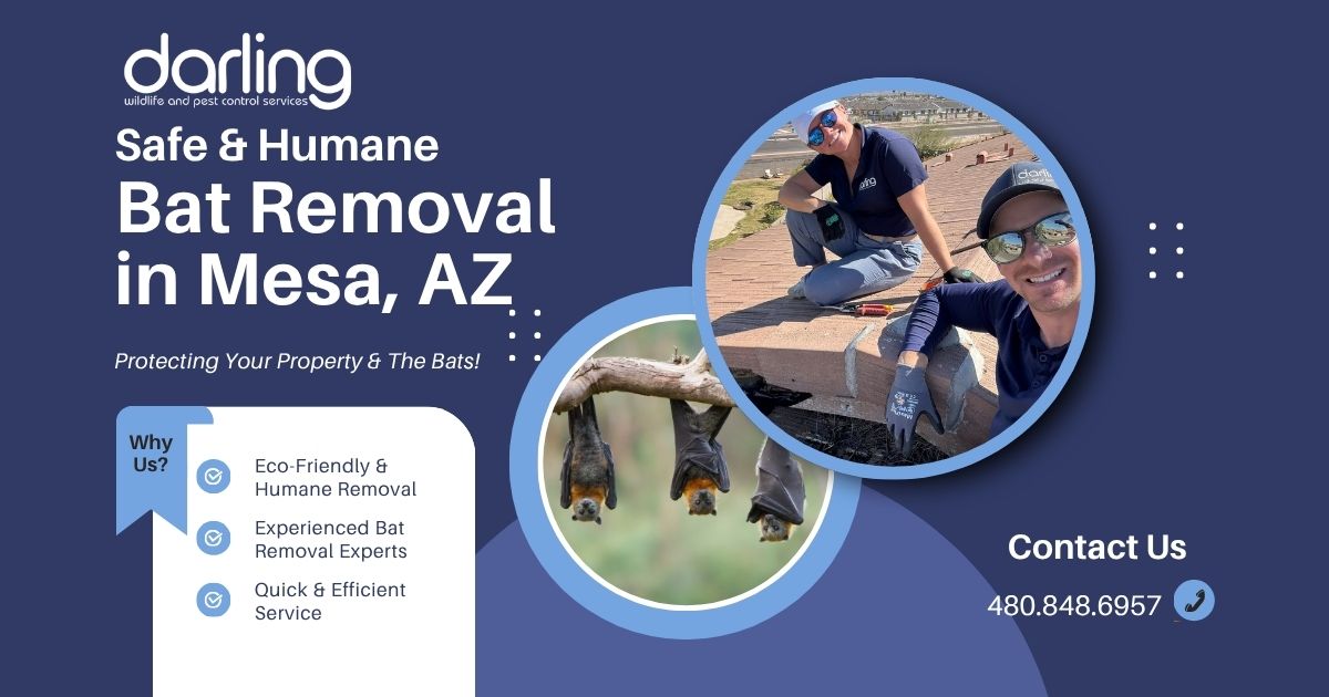 Safe and professional humane bat removal in Mesa, AZ, and the East Valley of Arizona by darling wildlife and pest control services.