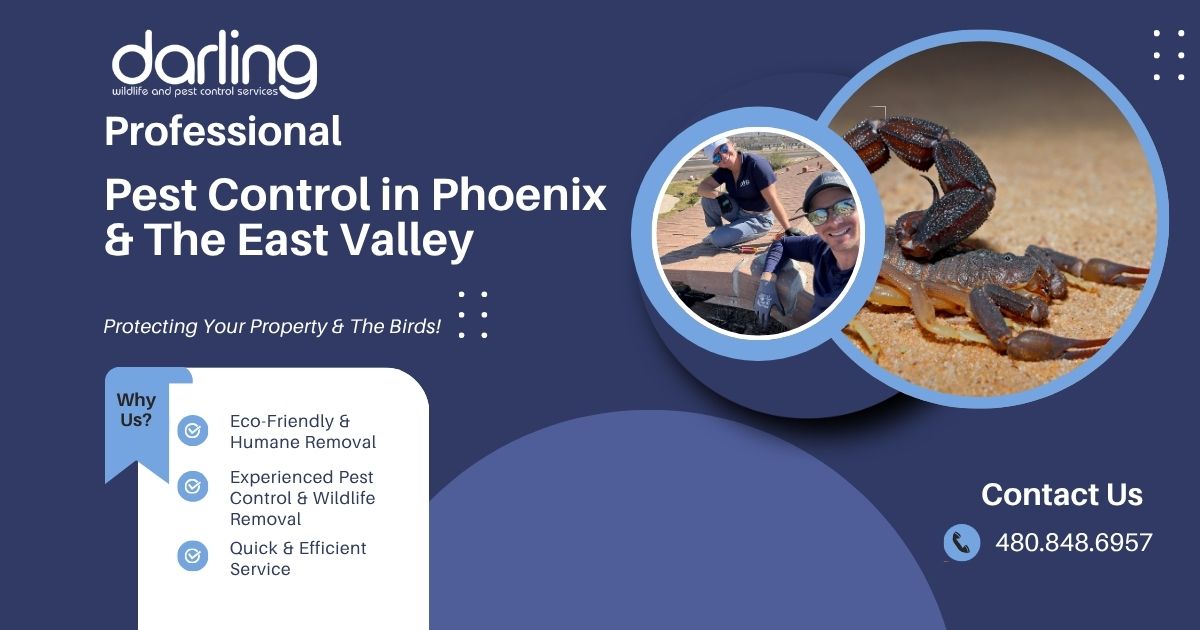 Need a local pest control company in Phoenix or The East Valley? Contact darling wildlife and pest control services.