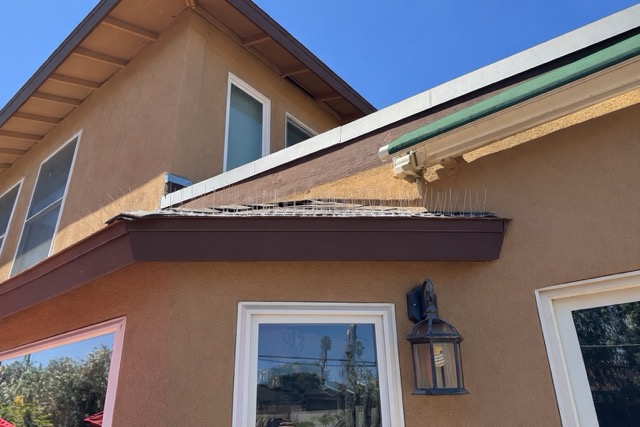 Spike on roof can prevent pigeons from returning after removal