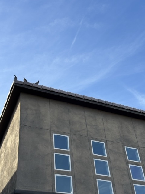 Pigeons roosting on rooftop