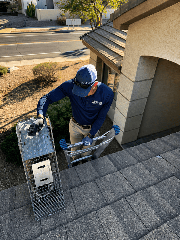 Trap and release Humane wildlife removal