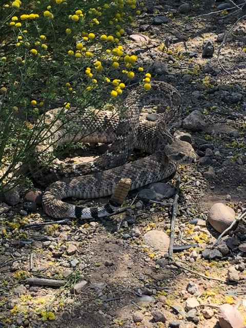 Rattlesnake specialists Snake relocation