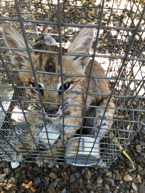 No-kill methods Wildlife relocation