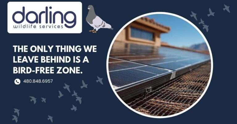 Bird Control in Mesa: Protecting Your Home and Solar Panels from Pigeons and Desert Birds