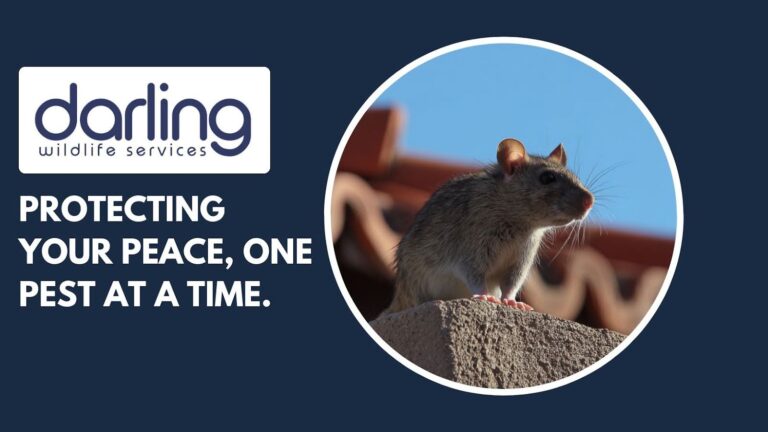 The Complete Guide to Mesa’s Biggest Pest Problems