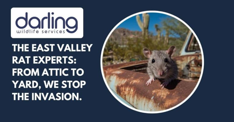When Rodents Invade: Seasonal Patterns in East Valley Arizona Homes