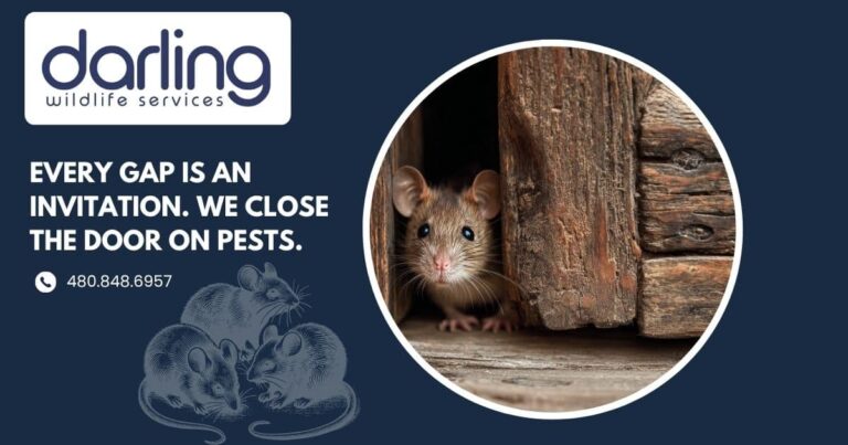 Why Fall is Peak Rodent Season in Mesa, Arizona